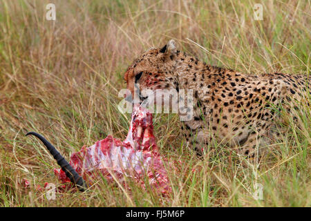 Ghepardo (Acinonyx jubatus), mangiando un caccia gazzella, Kenia Masai Mara National Park Foto Stock