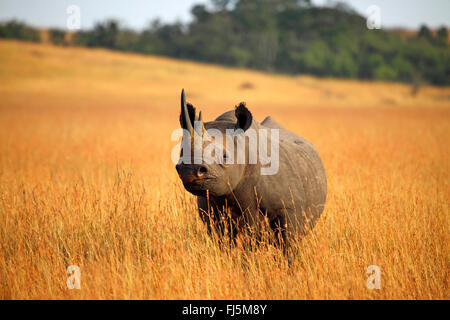 Rinoceronte nero, agganciato a labbro rinoceronte, sfoglia rinoceronte (Diceros simum), in piedi sul essiccato erba alta, Kenia Masai Mara National Park Foto Stock