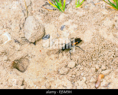 Nero-nastrare spider wasp (Anoplius viaticus, Anoplius fuscus, Pompilus viaticus), Femmina scavando il nido, Germania Foto Stock