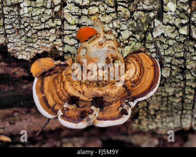 Rosso Polypore nastrati, rosso-Polypore nastrati, Red belted staffa, rosso-belted staffa (Fomitopsis pinicola, Fomes pinicola, Fomes marginatus), Germania, Sassonia Foto Stock