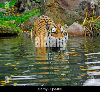 Tigre Siberiana, Amurian tiger (Panthera tigris altaica), in piedi in acqua in prossimità della spiaggia, vista frontale Foto Stock