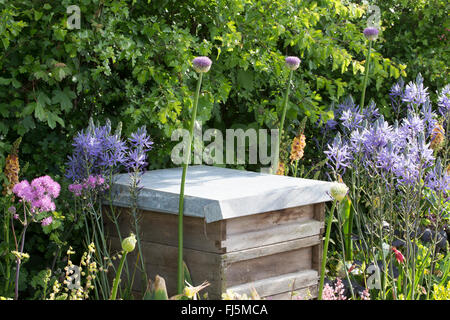 Un piccolo giardino urbano, ideale per la fauna selvatica, con alveare in un fiore Letto per api che piantano di Alliums - Camassia leichtlinii Inghilterra REGNO UNITO Foto Stock