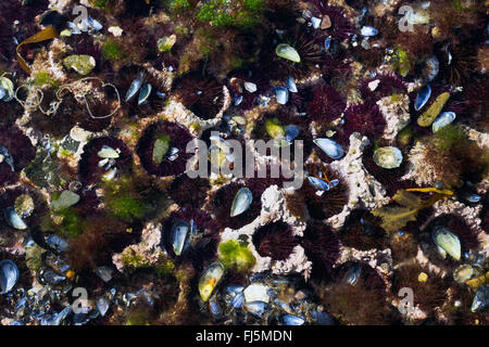 Viola ricci di mare, pietroso ricci di mare, nero urchin (Paracentrotus lividus, Strongylocentrotus lividus, Toxopneustes lividus), siede in conche in roccia scavato da sé Foto Stock