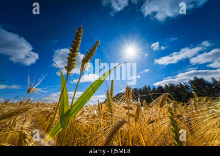 Orzo (Hordeum vulgare), diverse piante di frumento Orzo in campo in sommer, Germania, Sassonia Foto Stock