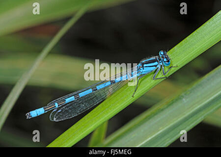 Comune damselfly blu, comune bluet damselfly (Enallagma cyathigera, Enallagma cyathigerum), maschile seduto su una foglia, Germania Foto Stock