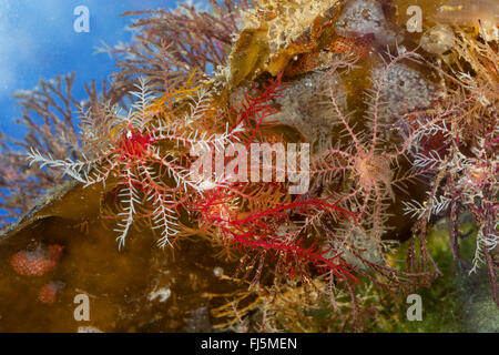 Rosy Feather-Star, rosy feather star, comatulid europea, atlantica feather star (Antedon bifida), su un'alga Foto Stock