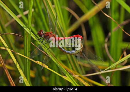 Ruddy sympetrum, Rubicondo darter (Sympetrum sanguineum), coniugata ruota su una foglia a forma di cuore, Germania Foto Stock