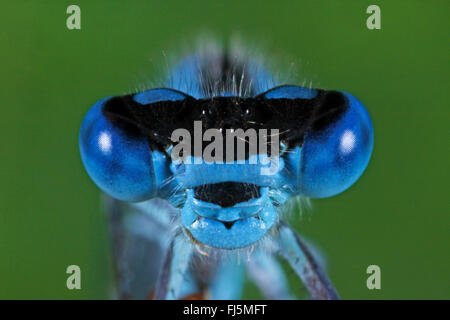 Comune damselfly blu, comune bluet damselfly (Enallagma cyathigera, Enallagma cyathigerum), ritratto, vista frontale, Germania Foto Stock