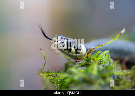 Biscia dal collare (Natrix natrix), sfogliare, in Germania, in Baviera, Niederbayern, Bassa Baviera Foto Stock