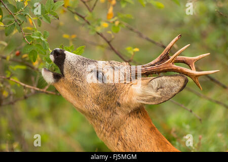 Il capriolo (Capreolus capreolus), mangiare il capriolo, ritratto, Germania, il Land Brandeburgo Foto Stock