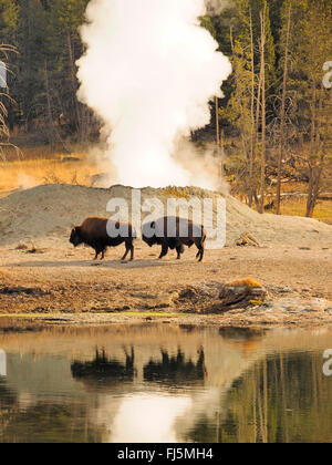 Bisonti americani, Buffalo (Bison bison), bufali di fronte hot springs, STATI UNITI D'AMERICA, Wyoming Yellowstone National Park, West Thumb Geysir Basin Foto Stock