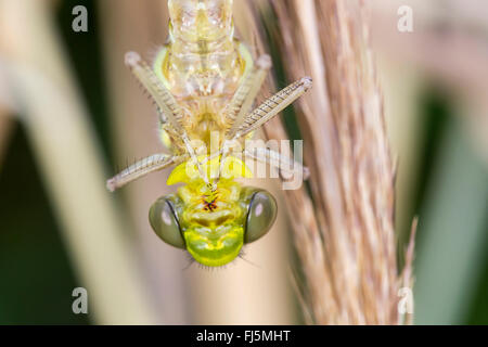 Blu-verde, darner aeshna sud, sud hawker (Aeshna cyanea), ritratto del recente dragonfly tratteggiata, in Germania, in Baviera Foto Stock