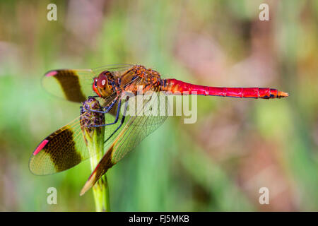 Nastrare (sympetrum pedemontanum Sympetrum), maschio sul suo outlook, in Germania, in Baviera Foto Stock