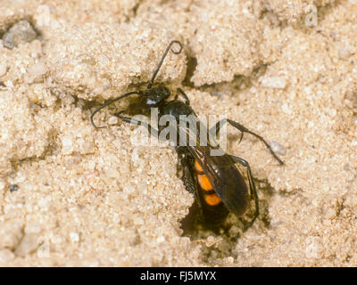 Nero-nastrare spider wasp (Anoplius viaticus, Anoplius fuscus, Pompilus viaticus), Femmina chiude il nido, Germania Foto Stock