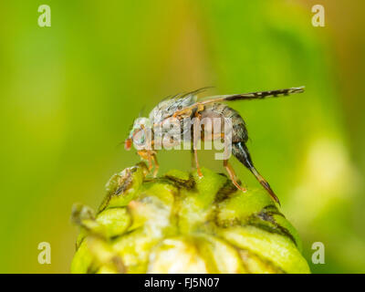 Tephritid fly (Tephritis neesii), l'ovoposizione nel chiuso fiore di Margherita occhio di bue (Leucyanthemum vulgare), Germania Foto Stock