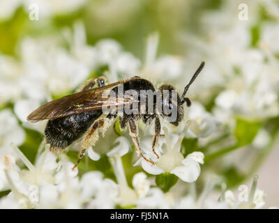 Comune di mini-mining Bee (Andrena minutula), Femmina rovistando sulla mucca prezzemolo (Anthriscus sylvestris), Germania Foto Stock