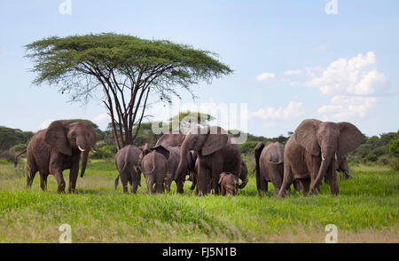 Elefante africano (Loxodonta africana), branco di elefanti a un ombrello thorn, Kenya Foto Stock