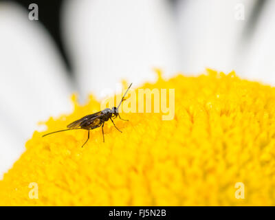 Braconid, braconid wasp (Bracon atrator), femmina su un fiore di oxeye-daisy (Leucanthemum vulgare), Germania Foto Stock