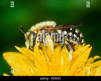 Foglia-cutter bee (Anthidium punctatum), Femmina rovistando su Goldmoss Stonecrop (Sedum acre), Germania Foto Stock