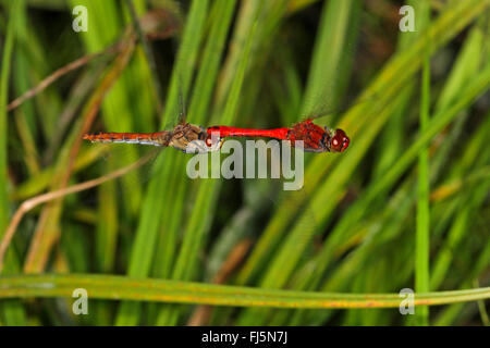 Ruddy sympetrum, Rubicondo darter (Sympetrum sanguineum), accoppiamento, volo in tandem, Germania Foto Stock