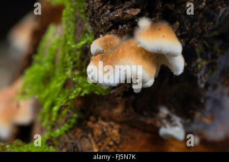 Plicatura crispa (Plicatura crispa, Plicatura faginea, Plicaturopsis crispa), di corpi fruttiferi su un tronco di albero, Germania Foto Stock