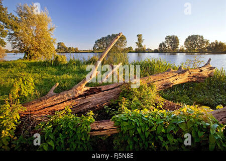 Il salice bianco (Salix alba), Vecchio Reno con pollarded salici e oltre girato albero vicino a Androp, in Germania, in Renania settentrionale-Vestfalia, Basso Reno, Rees Foto Stock