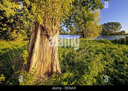 Pioppo nero, balsamo di Galaad, nero pioppi neri americani (Populus nigra), Vecchio Reno con pioppo nero e salice pollarded vicino Androp, in Germania, in Renania settentrionale-Vestfalia, Basso Reno, Rees Foto Stock