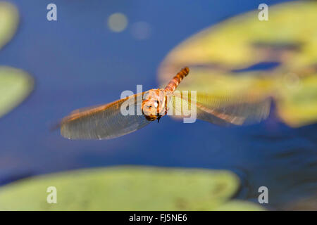 Aeshna marrone, marrone hawker, grande libellula (Aeshna grandis), maschio in volo, in Germania, in Baviera Foto Stock