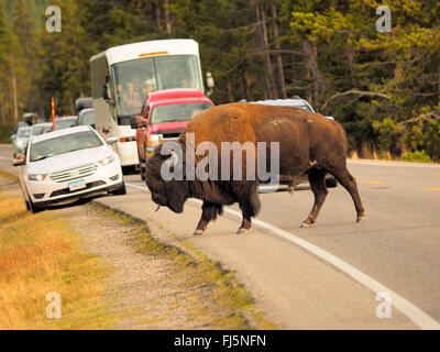 Bisonti americani, Buffalo (Bison bison), maschio bison corsses street, USA, Wyoming, il Parco Nazionale di Yellowstone, Hayden Valley Foto Stock