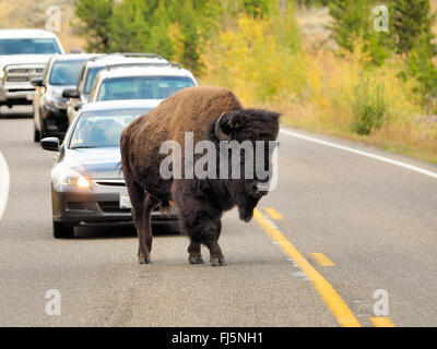 Bisonti americani, Buffalo (Bison bison), maschio di attraversare una via, USA, Wyoming, il Parco Nazionale di Yellowstone, Hayden Valley Foto Stock