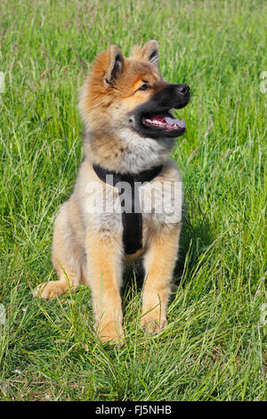 Eurasian (Canis lupus f. familiaris), diciassette settimane vecchio cucciolo seduto in un prato, ritratto, Germania Foto Stock