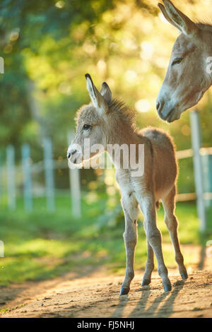 Asino domestico (Equus asinus asinus), puledro di asino in piedi da sua madre, Germania Foto Stock