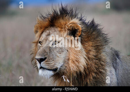 Lion (Panthera leo), maschio lion a Savannah, Kenia Masai Mara National Park Foto Stock
