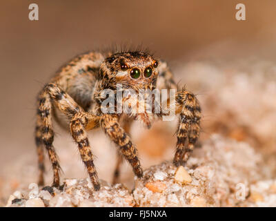 Jumping spider (Aelurillus v-insignitus, Phlegra v-insignita, Attus v-insignitus, Ictidops v-insignitus), femmina sulla sabbia, Germania Foto Stock