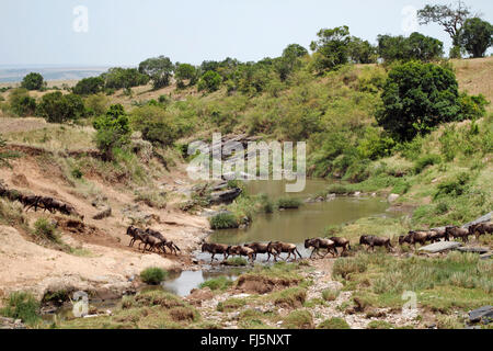 Bianco orientale-barbuto Gnu (Connochaetes taurinus albojubatus), attraversare un fiume, Kenia Masai Mara National Park Foto Stock