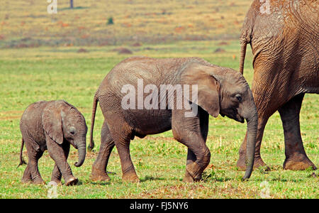 Elefante africano (Loxodonta africana), femmina con due cuccioli, Kenia Masai Mara National Park Foto Stock