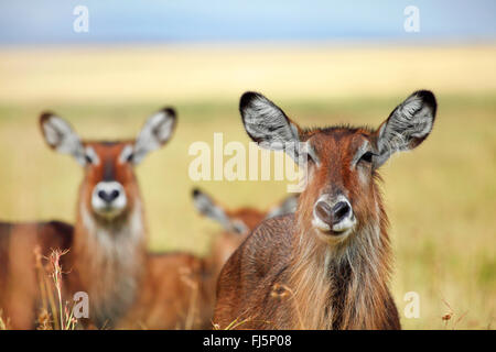 Waterbuck (Kobus ellipsiprymnus), il ritratto di due waterbucks, Kenia Masai Mara National Park Foto Stock