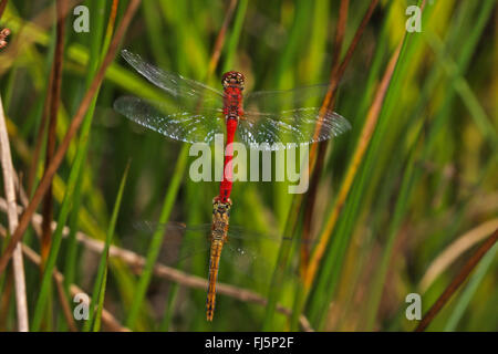 Ruddy sympetrum, Rubicondo darter (Sympetrum sanguineum), accoppiamento, volo in tandem, Germania Foto Stock