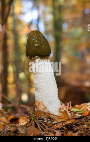 Stinkhorn (Phallus impudicus), corpo fruttifero sul suolo della foresta, Germania Foto Stock