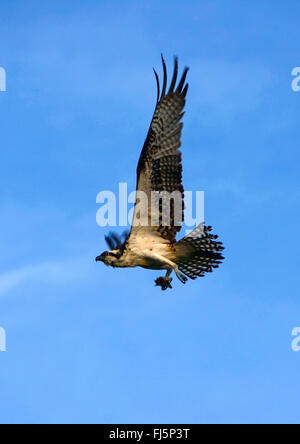 Osprey, pesce hawk (Pandion haliaetus), in volo, Grenada Foto Stock