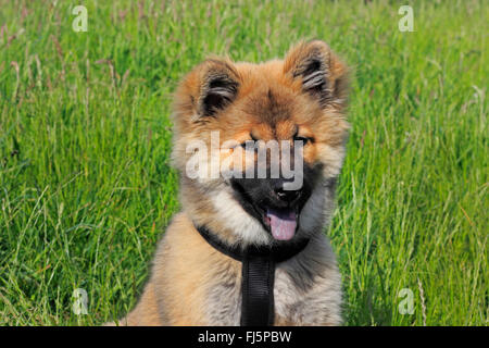 Eurasian (Canis lupus f. familiaris), diciassette settimane vecchio cucciolo seduto in un prato, ritratto, Germania Foto Stock