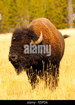 Bisonti americani, Buffalo (Bison bison), Bull, STATI UNITI D'AMERICA, Wyoming, il Parco Nazionale di Yellowstone, Hayden Valley Foto Stock