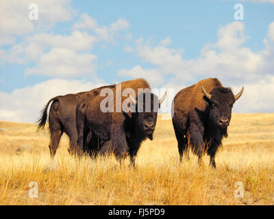 Bisonti americani, Buffalo (Bison bison), la mandria di bufali, USA, Wyoming, il Parco Nazionale di Yellowstone, Lamar Valley Foto Stock