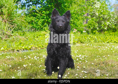 Mudi (Canis lupus f. familiaris), tre anni vecchio cane seduto in un prato, Germania Foto Stock