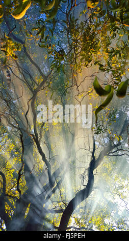 Struttura di cavatappi willow, Hankow willow, Curly willow, Dragon's Claw, Globe willow (Salix matsudana tortuosa "", Salix matsudana tortuosa), in presenza di nebbia a bassa sun, Germania Foto Stock