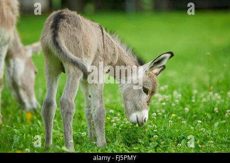 Asino domestico (Equus asinus asinus), otto ore di vecchio asino puledro con la madre in un prato, Germania Foto Stock