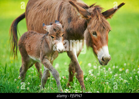 Asino domestico (Equus asinus asinus), asino puledro con la madre in un prato, Germania Foto Stock