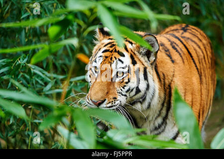 Tigre Siberiana, Amurian tiger (Panthera tigris altaica), con bambù Foto Stock