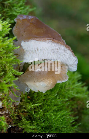 Gelatina dentata fungo, falso fungo hedgehog, Lingua del gatto, gelatina bianca fungo (Pseudohydnum gelatinosum, Hydnum gelatinosum), due corpi fruttiferi con MOSS, Germania Foto Stock