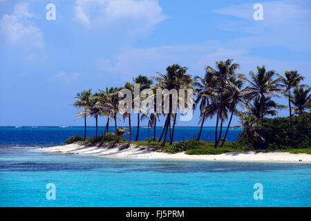 Palma da cocco (Cocos nucifera), la piccola isola di Petit Tabac in Tobagos Cays, Saint Vincent e Grenadine Foto Stock